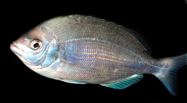 Spondyliosoma cantharus_09.jpg